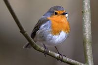 Roodborst