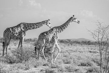 Giraffen in het Etosha National Park in Namibië, Afrika van Patrick Groß