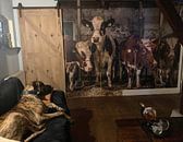 Customer photo: Dutch cows in an old barn by Inge Jansen
