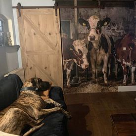 Customer photo: Dutch cows in an old barn by Inge Jansen, as wallpaper