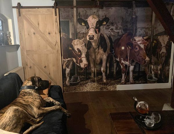 Customer photo: Dutch cows in an old barn by Inge Jansen, as wallpaper
