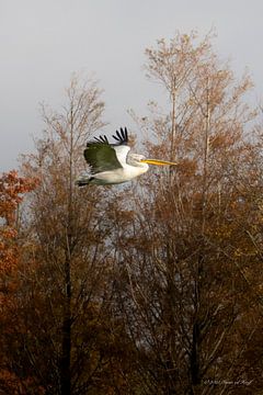Pélican crucifère sur Iwan van den Hooff