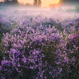 The Heath by WILBERT HEIJKOOP photography