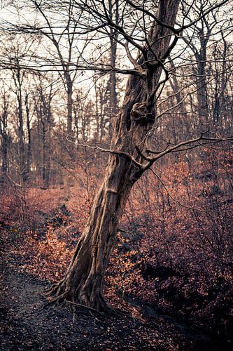 Ein schöner alter Baum in Arnheim von Steven Dijkshoorn