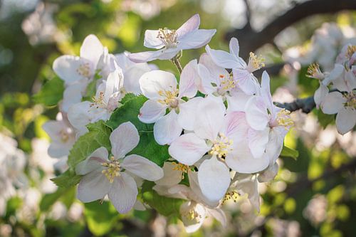 Le printemps dans le verger II - Gros plan sur les fleurs de pommier