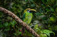 Toucan au Costa Rica