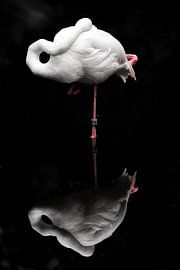 Flamingo in the water by Ger Mestrum