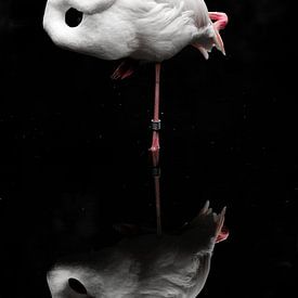 Flamingo im Wasser von Ger Mestrum