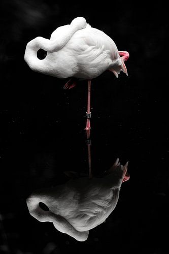 Flamingo in the water