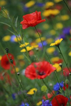 Ein roter Schimmer von Caros Zauberland