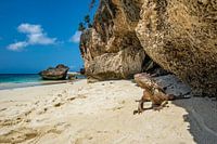 Iguano on the beach