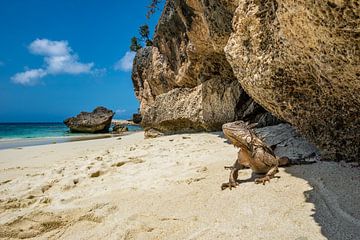 Iguano on the beach by Lex van Doorn