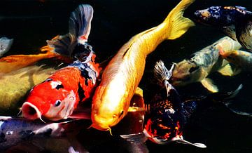 bunte Koi Fische in einem Teich von Werner Lehmann