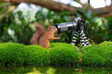 selfie eekhoorn van Roelinda Tip