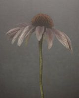Flower Poetry