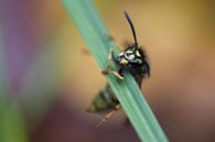 Hanging on - wasp von Astrid Brouwers Miniaturansicht