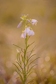 flower bokeh