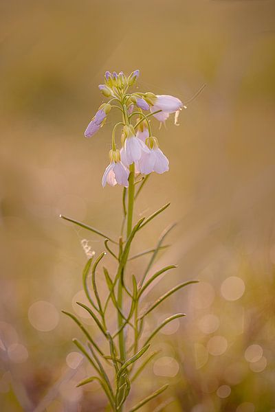 Blumenbokeh von natascha verbij