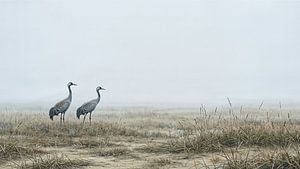Kraniche im Nebel
