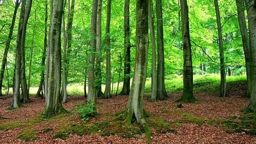 forest by Ostsee Bilder