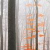 Oranje bladeren in de mist van Dennis van de Water