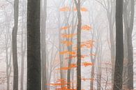 Oranje bladeren in de mist par Dennis van de Water Aperçu