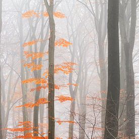 Oranje bladeren in de mist von Dennis van de Water