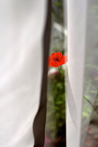 Klaproos von Marianna Pobedimova