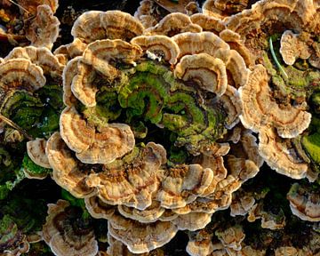 Herfst, paddenstoelen van Eugenio Eijck
