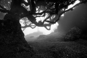 Forêt de brouillard sur Lichterkiste