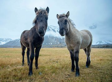 IJslandse paarden van Wim Westmaas