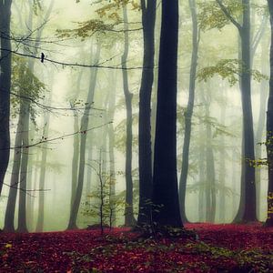 Towering Trees - Buchenwald von Dirk Wüstenhagen