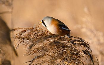 bearded reedling