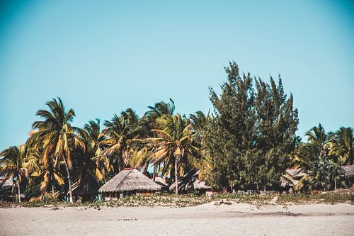 Palmbomen op het strand van Morondava, Madagascar