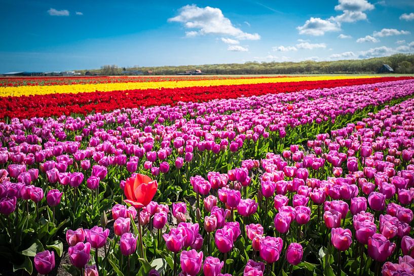 ? Discover the Enchantment of Tulip Fields in the Netherlands! ? by Eriks Photoshop