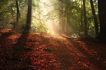 Magischer Märchenwald im Herbst von Maarten Pietersma