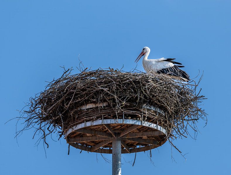 White stork in its nest by ManfredFotos