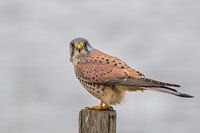 Torenvalk