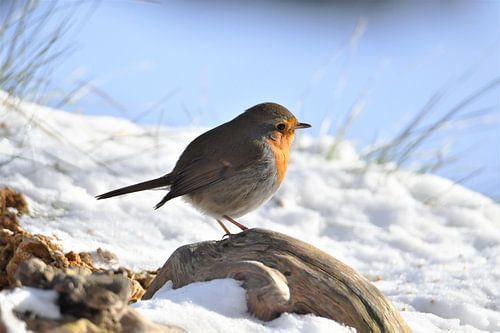 Rotkehlchen in Winterstimmung