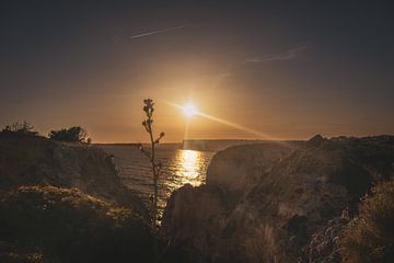 Blume im Licht des Sonnenuntergangs von Visual Creations by Timon