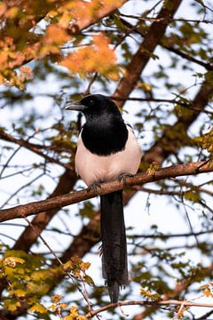 Magpie on the lookout by Maxwell Pels