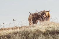 Les Highlanders écossais
