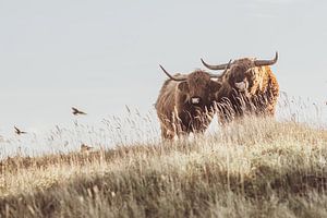 Schottische Highlander