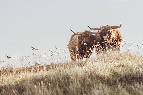 Schottische Highlander