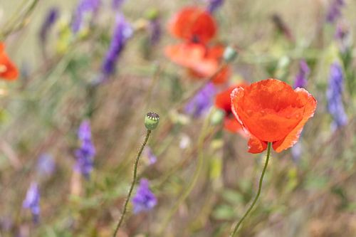 Poppy
