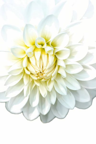 Witte Dahlia van Jan Brons