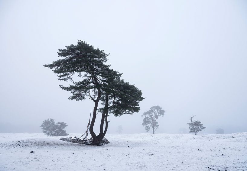 Fliegende Kiefern in schneebedeckter Landschaft von anton havelaar
