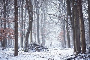 Winter op de Utrechtse Heuvelrug! de takken hut! van Peter Haastrecht, van