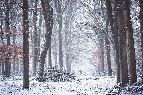 Winter op de Utrechtse Heuvelrug! de takken hut!