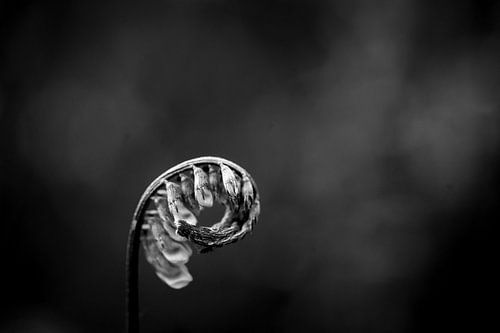 In der Schaltfläche